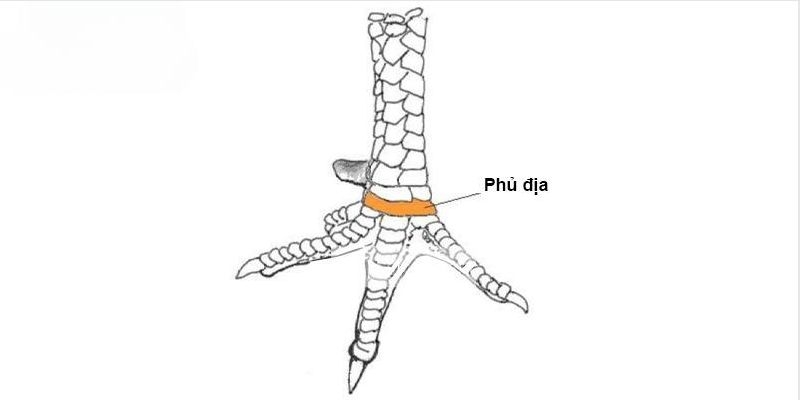 Đôi nét về vảy gà phủ địa cho kê thủ mới chơi