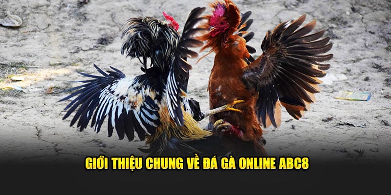 Đá gà ABC8 với sự đa dạng trận đấu và giống gà